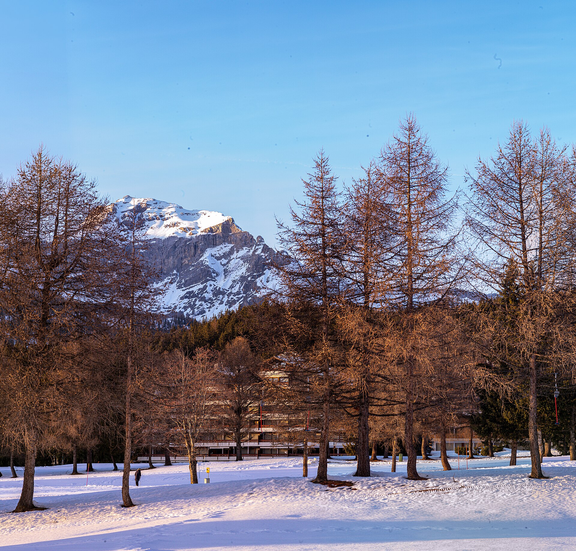 Mélèzes en hiver devant les sommets enneigés de Crans-Montana
